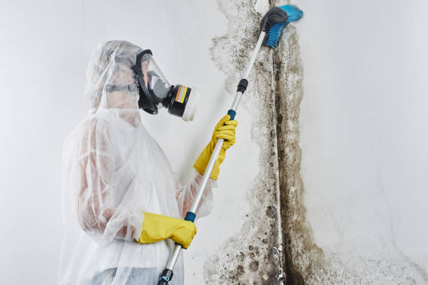 Best Mold Testing  in Badieville, LA