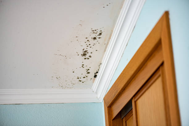 Best Mold Removal Company Near Me  in Badieville, LA