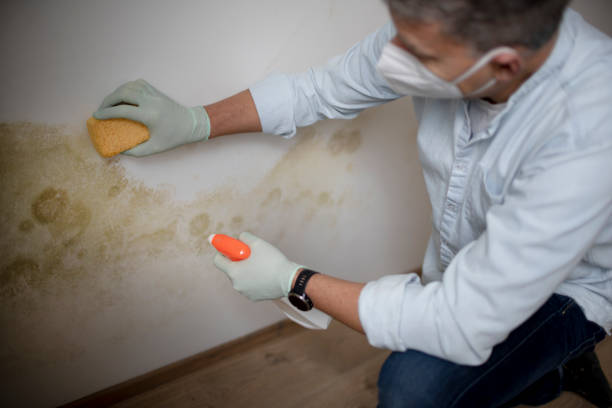 Best Commercial Mold Removal  in Badieville, LA