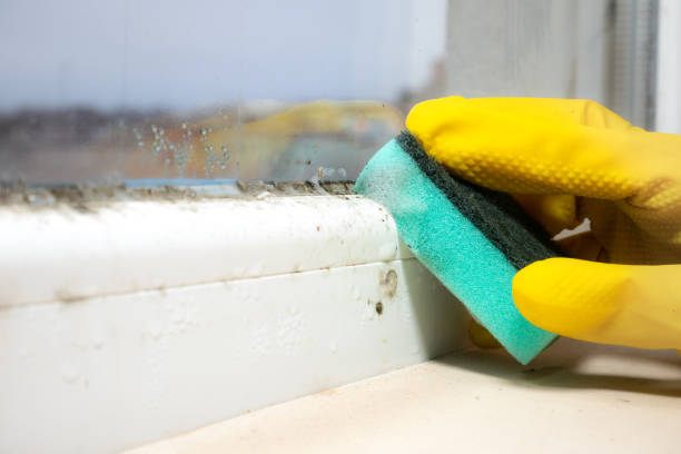 Best Office Mold Removal Services  in Badieville, LA