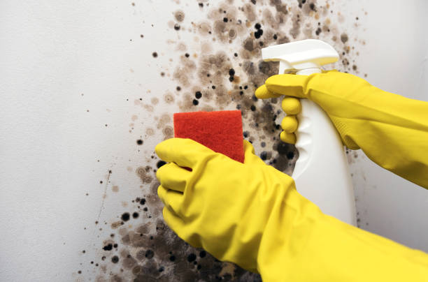 Best Best Mold Removal Companies  in Badieville, LA