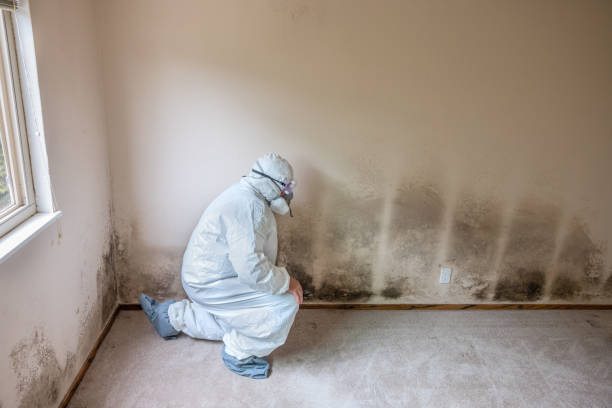 Best Affordable Mold Removal  in Badieville, LA
