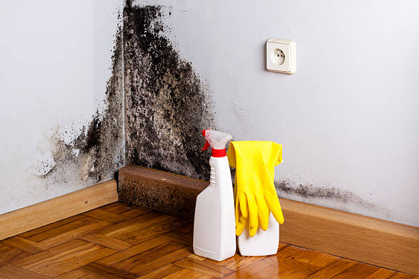 Professional Mold Removal in Labadieville, LA