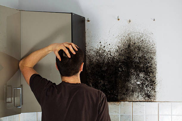 Mold Testing and Removal in Labadieville, LA