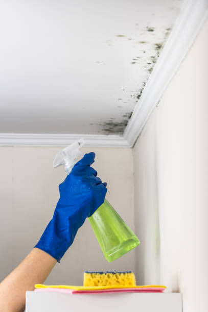 Best Crawl Space Mold Removal  in Badieville, LA